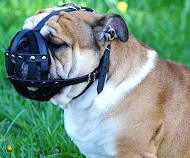Museruola in cuoio per Bulldog inglese